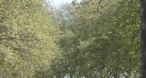 Rhône : les alertes polliniques s'intensifient