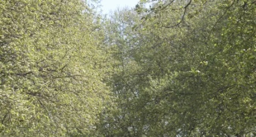 Alertes polliniques dans le Rhône