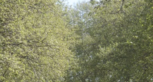 Trois alertes polliniques dans le Rhône