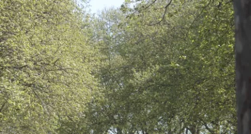 Plusieurs alertes polliniques dans le Rhône