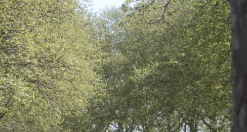 Nouvelle alerte pollinique dans le Rhône