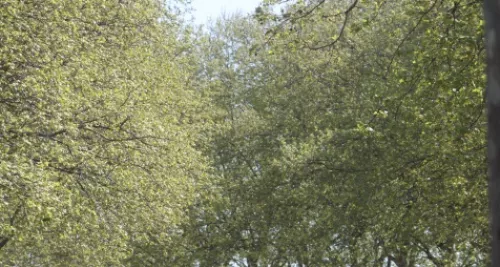 Trois alertes polliniques dans le Rhône