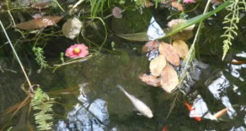 Rhône-Alpes : la Dombes souhaite devenir un parc naturel régional