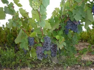 Les vignes de Beaujolais n’ont pas été épargnées en 2012