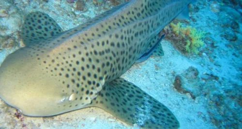 Deux nouveaux requins-léopards rejoignent l'Aquarium de Lyon