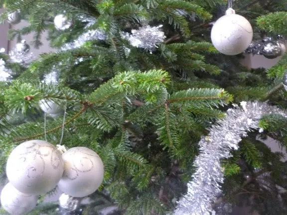 Lyon : la grande collecte de sapins de Noël a débuté