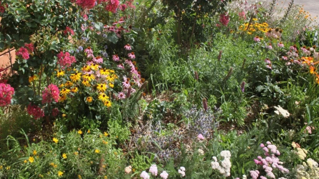 Les abeilles sauvages s'implantent à Lyon