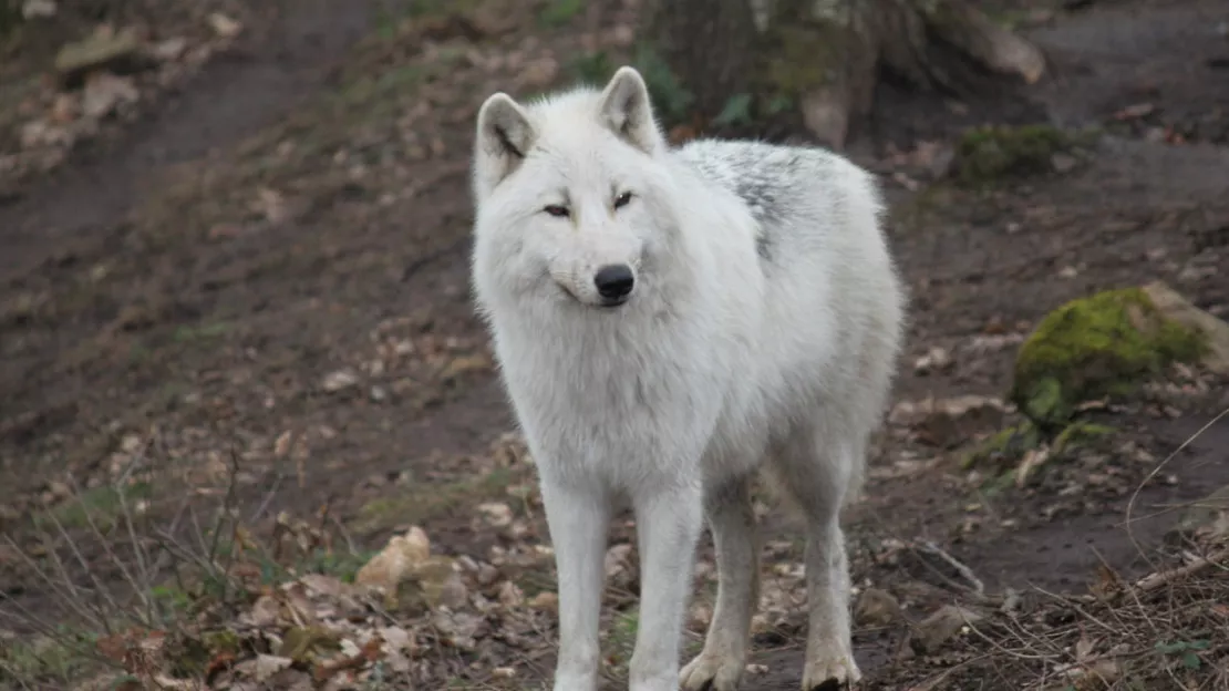 Parc de Courzieu : "L’hiver, c’est là que les loups sont les plus beaux"