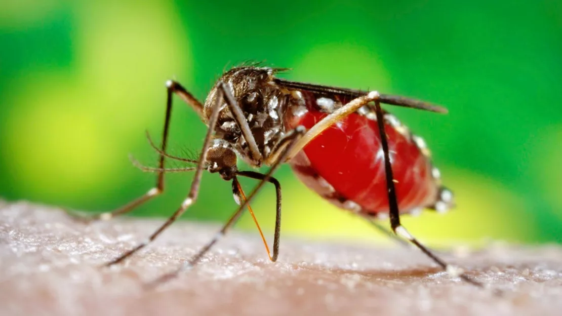 Plus de 31.555 cas de Zika ont été confirmés en Colombie, deuxième pays le plus touché après le Brésil, selon le dernier bilan officiel