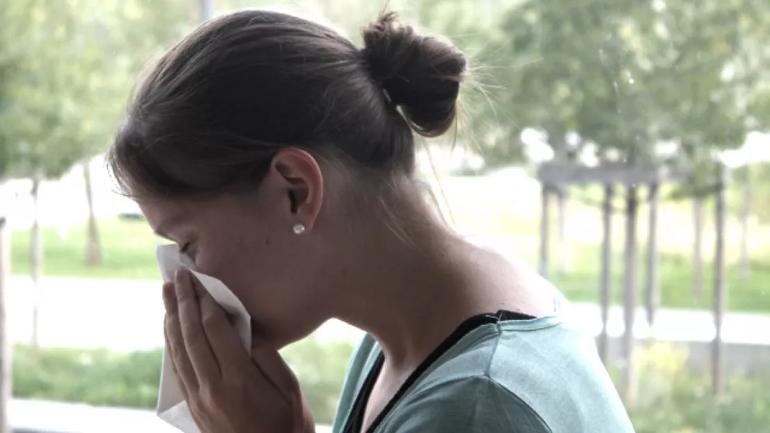 Les risques d'allergies aux pollens d'ambroisie élevés dans le Rhône