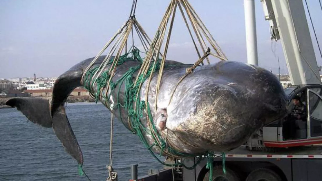 Le Japon a annoncé son intention de reprendre la pêche à la baleine dans l’océan Antarctique d’ici la fin du mois de mars 2016