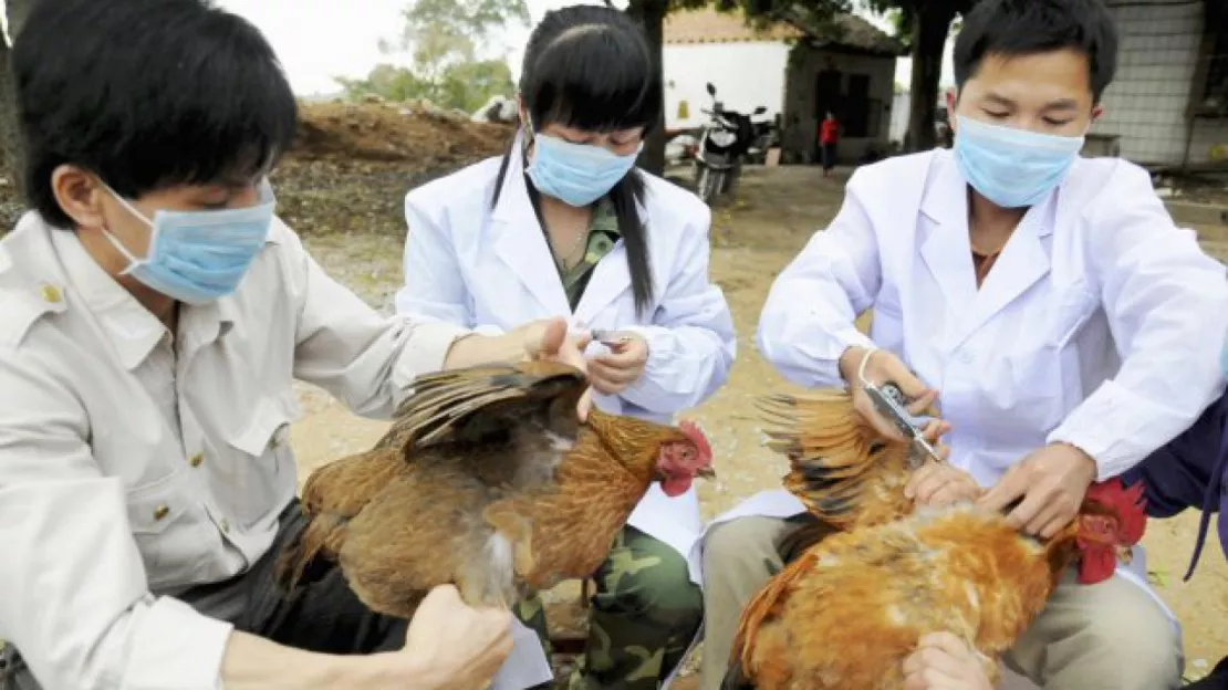 Grippe aviaire : la "zone de restriction" s’étend désormais à dix départements du Sud-Ouest