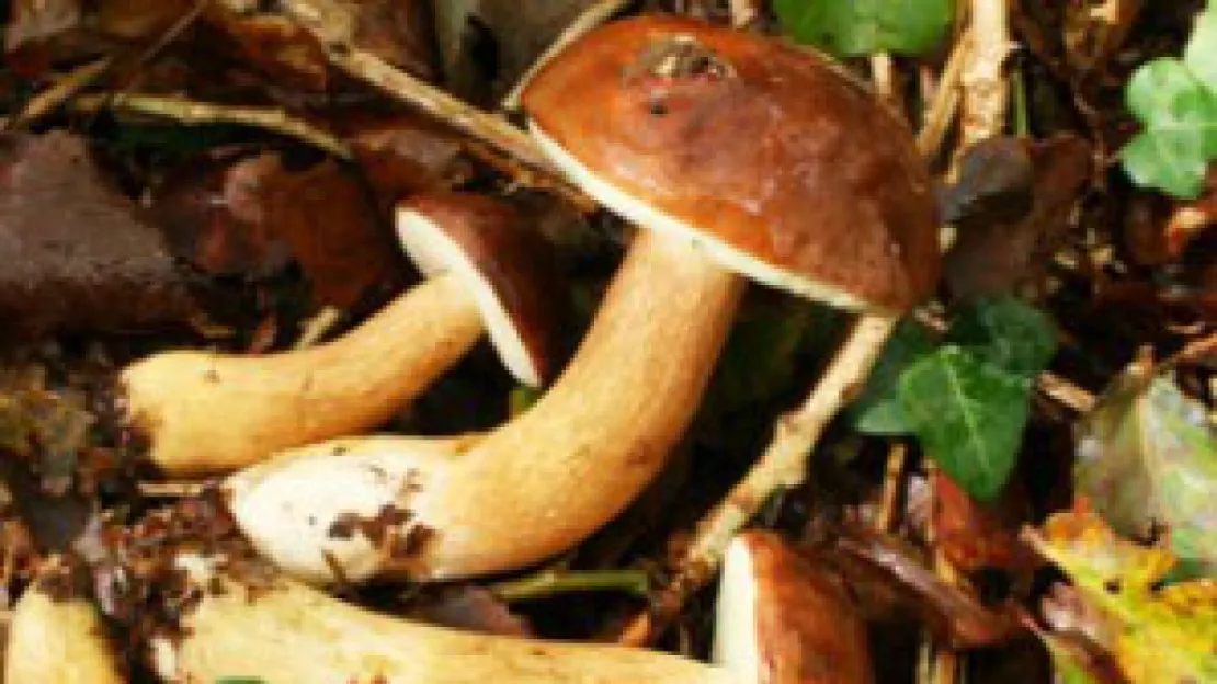 Cueillette de champignons : 240 cas d'intoxications recensés cet été en France selon la préfecture du Rhône