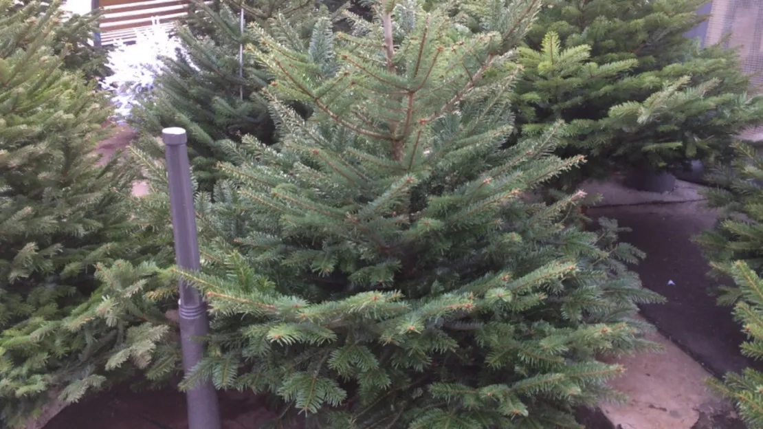 Coup d'envoi de la collecte des sapins de Noël dans la Métropole de Lyon