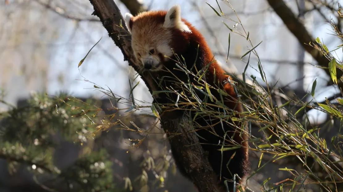 Lyon : la femelle panda roux du Parc de la Tête d'Or est décédée