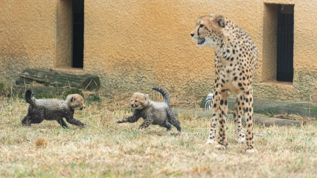 Naissance de deux bébés guépards au Safari de Peaugres