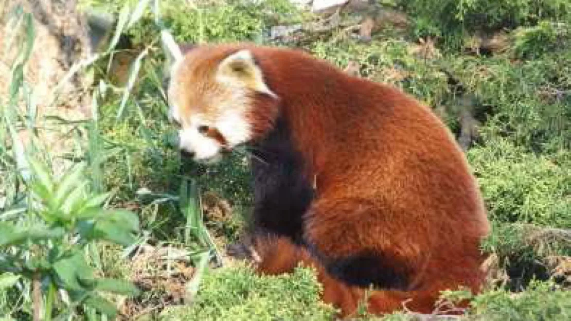 Les deux pandas roux du Touroparc quittent le zoo