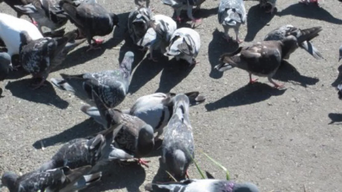 De nouveaux cas de grippe aviaire ont été détectés dans les Landes, selon le Ministère de l'Agriculture