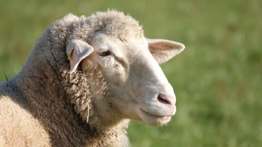 Près de Lyon : un éleveur condamné pour avoir laissé ses moutons sans eau ni nourriture