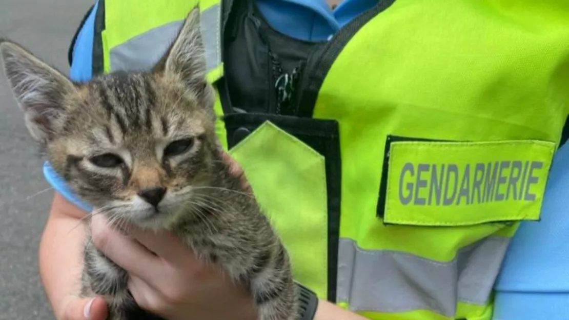 Rhône : les gendarmes sauvent un chaton après un accident de la route sur l’A89