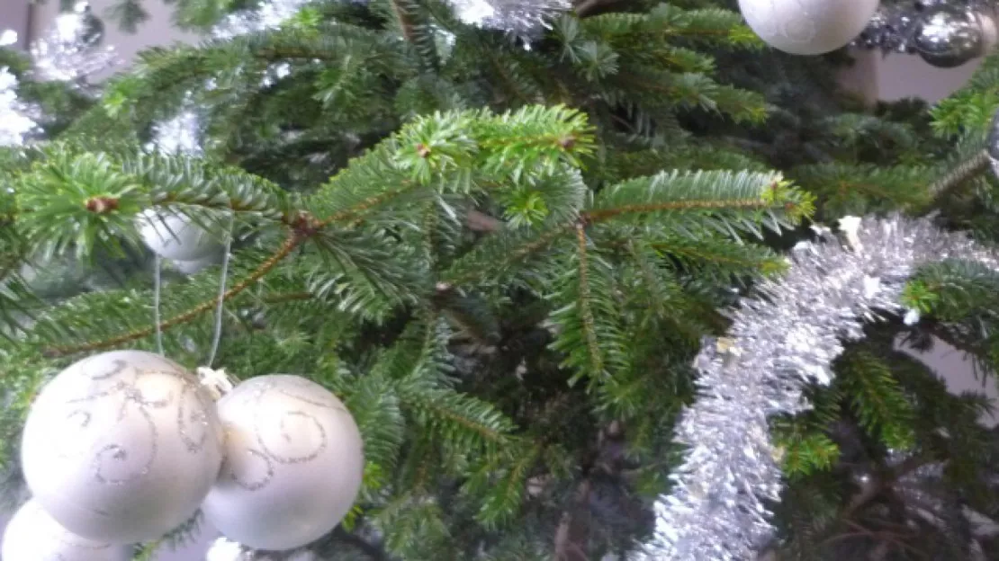 Loca Sapin : une entreprise lyonnaise innove en proposant des sapins recyclables