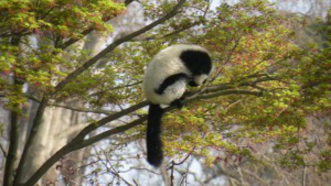 Un ouistiti et un singe capucin ont été volés dans un zoo des Bouches-du-Rhône