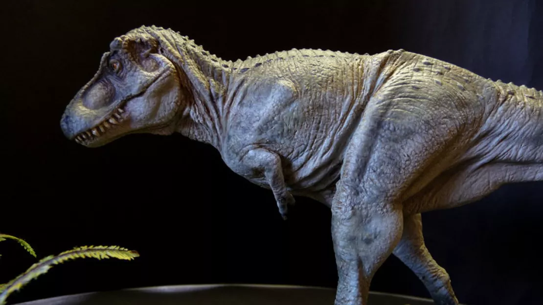 Un dinosaure illégalement sorti de Mongolie finit au Musée des Confluences à Lyon