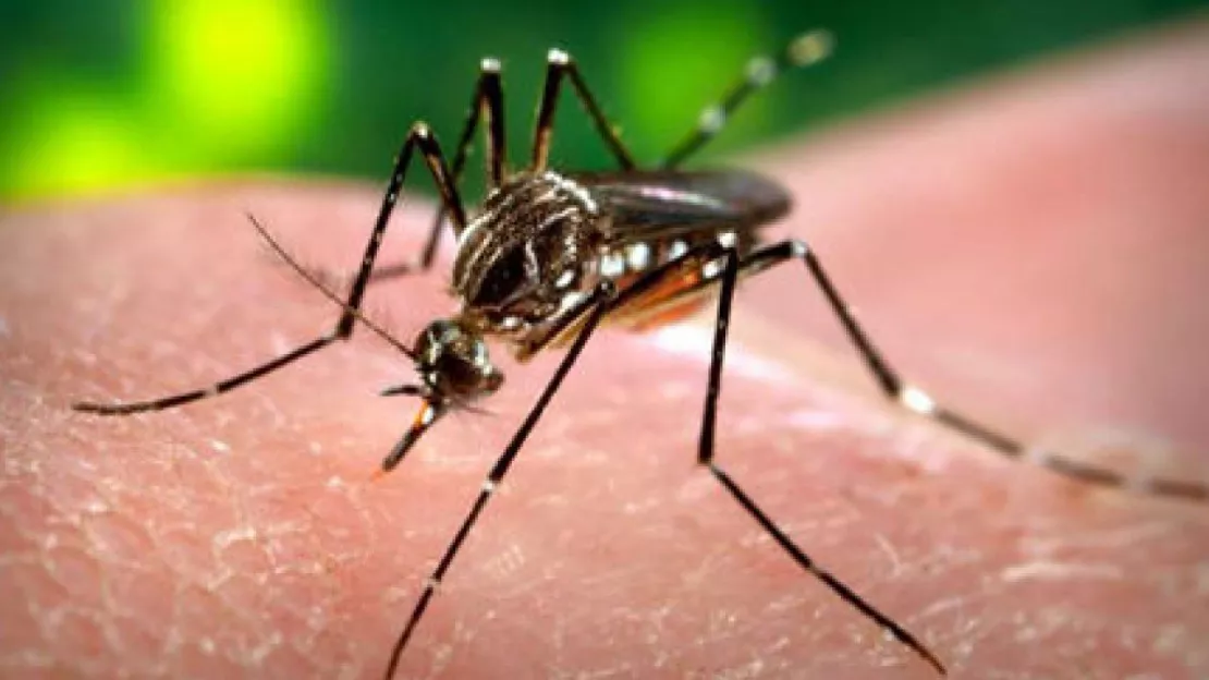 L’Afrique du Sud a confirmé son premier cas de maladie due au virus Zika