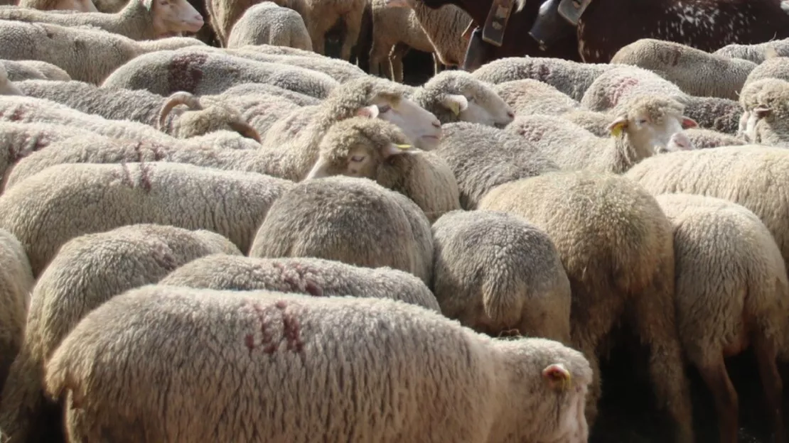 Vous allez pouvoir croiser des moutons ce mercredi à Lyon !