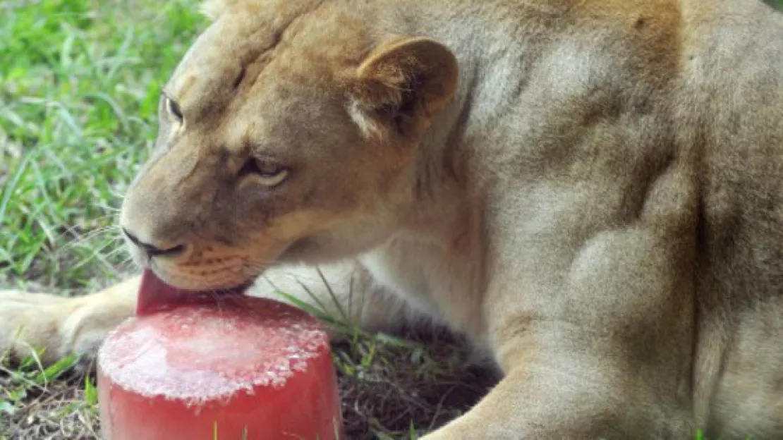 Des glaces pour les animaux du parc de la Tête d'Or !