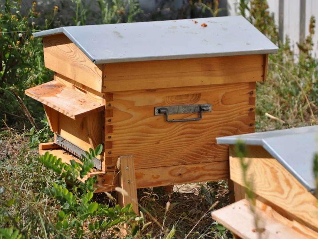 Les ruches urbaines : un concept qui bourdonne à Lyon