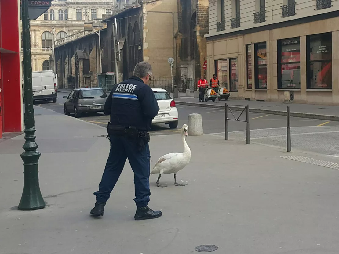 Le Cygne et le Policier