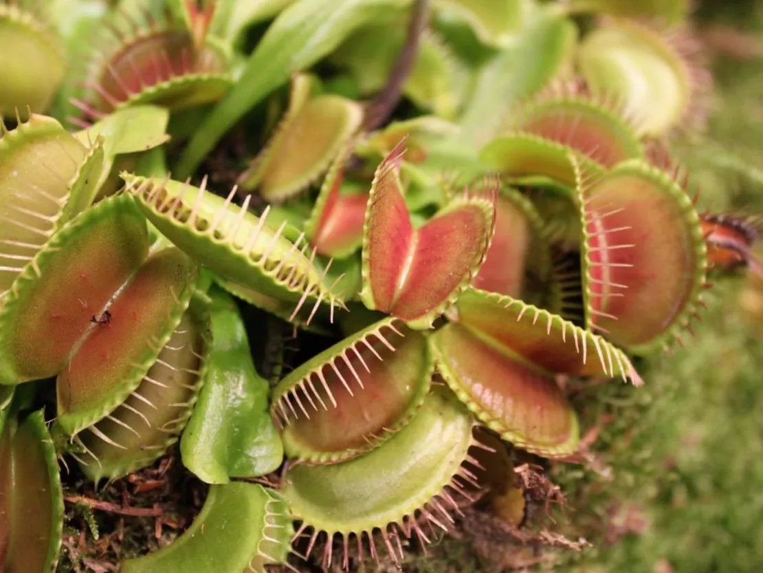 Lyon : des plantes carnivores à la vente à l'occasion du Congrès européen