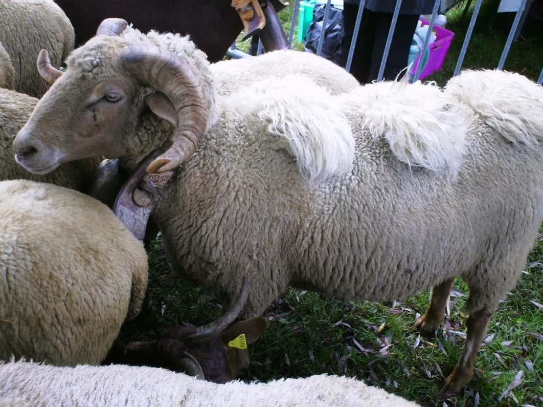 Fièvre catarrhale ovine : 250 communes sous surveillance dans le Rhône