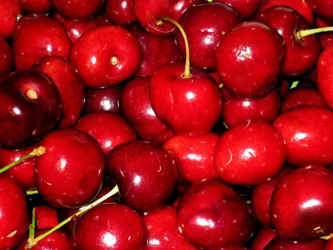 Rhône : une production de cerises exceptionnelle