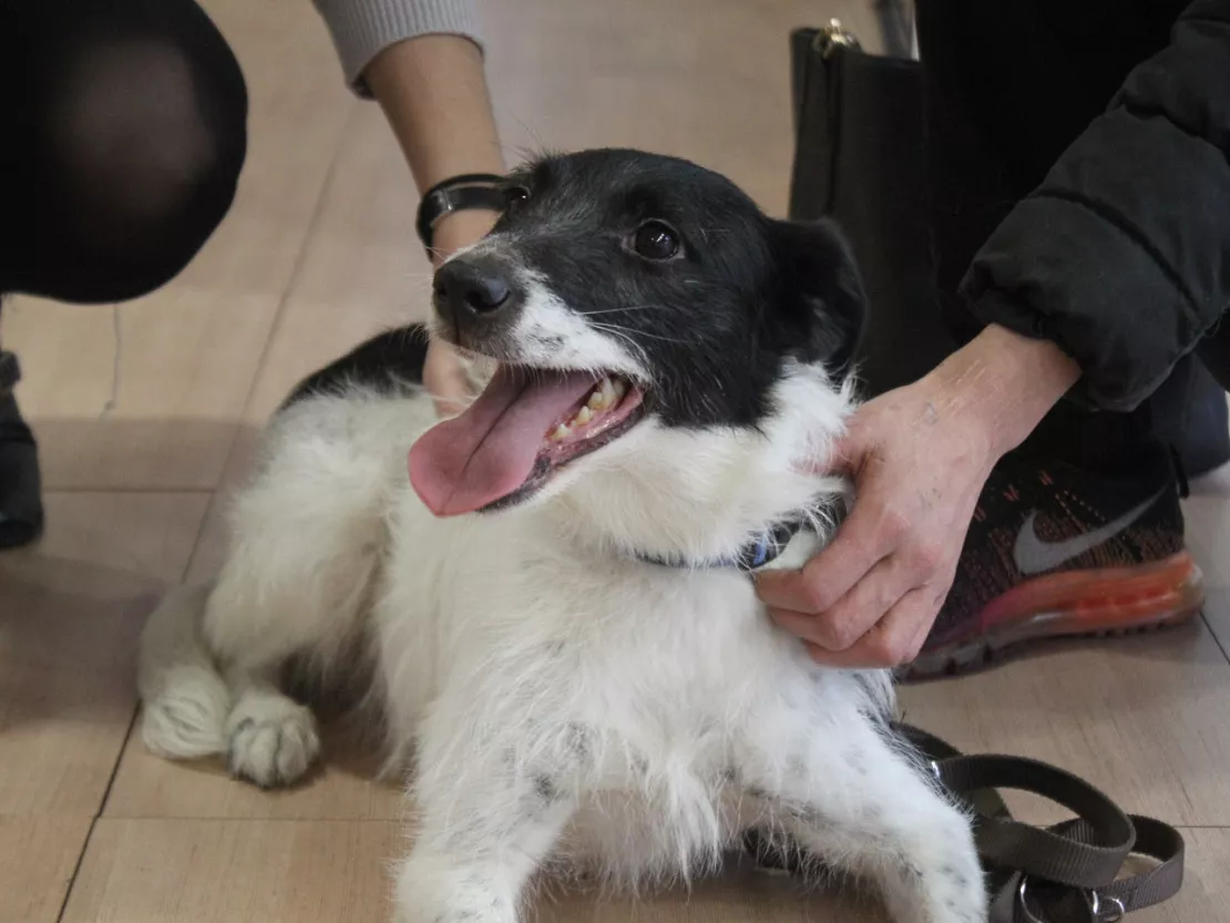 Bulle, la chienne abandonnée à Bron, a repris du poil de la bête