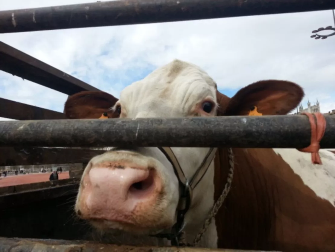 Rhône : la petite vache rebelle partira jeudi en compagnie de la chanteuse Stone !