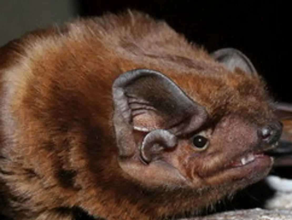 Une espèce rare de chauve-souris découverte dans le Rhône