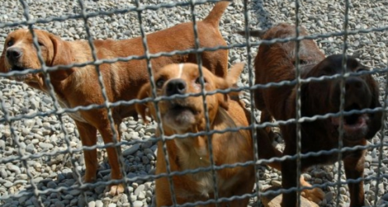 Elles vivaient avec 52 chiens dans un deux-pièces Elles vivaient avec 52 chiens dans un deux-pièces