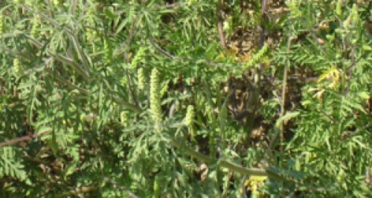 Un dispositif pour mieux se protéger face à l'Ambroisie Un dispositif pour mieux se protéger face à l'Ambroisie