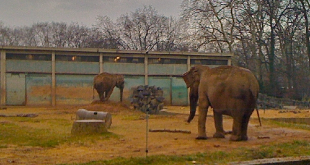 Pour Pinder, le vétérinaire qui a déclaré Baby et Népal tuberculeuses est "spécialiste surtout des vaches et des volailles" Pour Pinder, le vétérinaire qui a déclaré Baby et Népal tuberculeuses est "spécialiste surtout des vaches et des volailles"