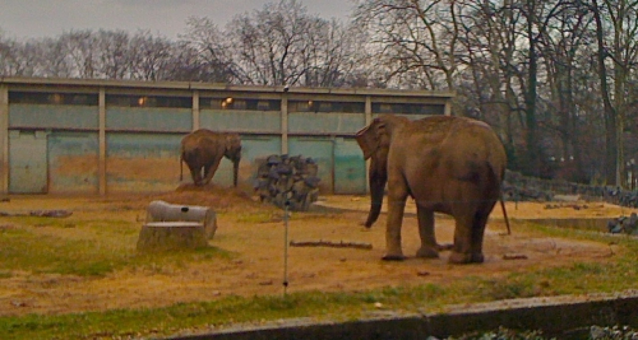 Baby et Népal : le tribunal administratif de Lyon pourrait annuler l’arrêté d’abattage Baby et Népal : le tribunal administratif de Lyon pourrait annuler l’arrêté d’abattage