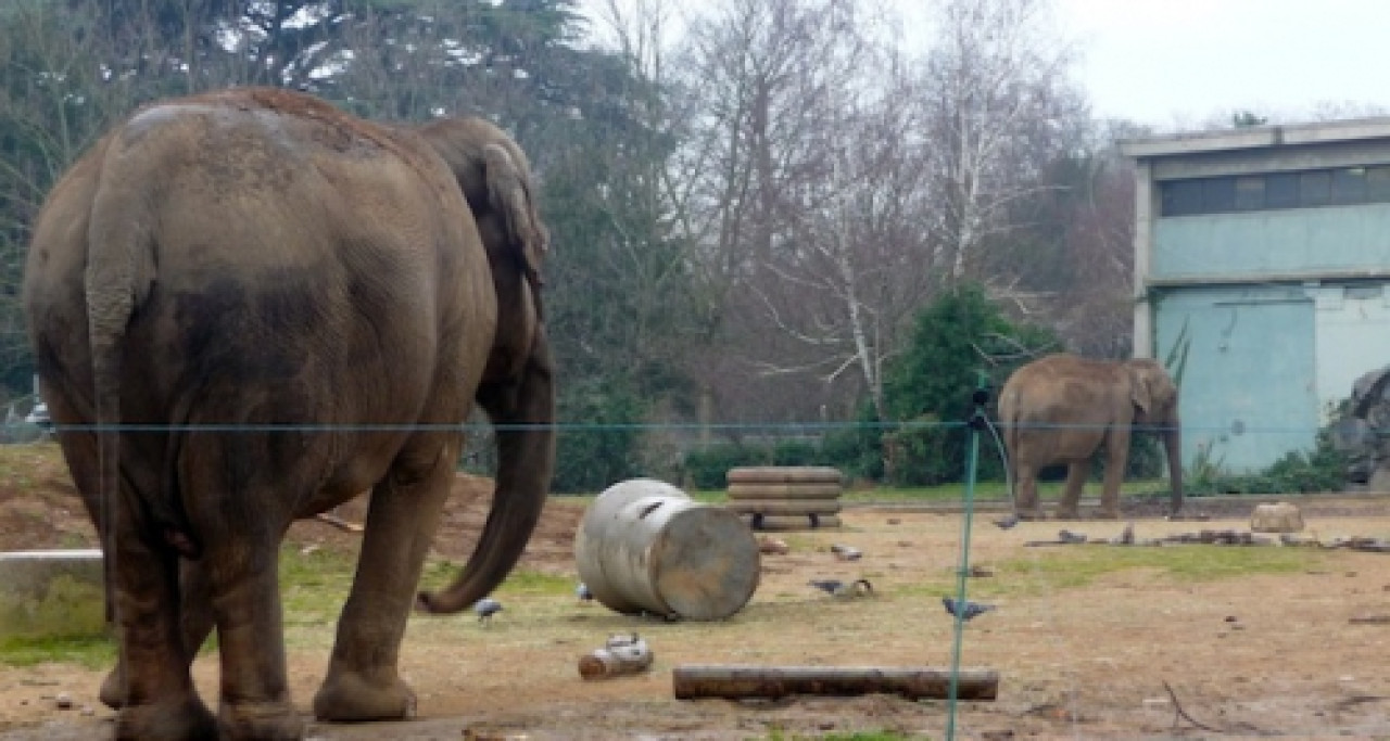 Officiel : le Conseil d'Etat suspend l'abattage des éléphants de Lyon ! Officiel : le Conseil d'Etat suspend l'abattage des éléphants de Lyon !