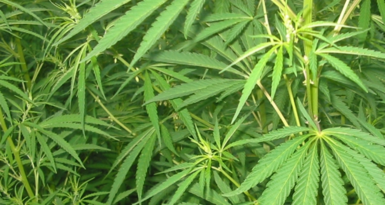 Lyon : il cultivait du cannabis pour arrondir ses fins de mois Lyon : il cultivait du cannabis pour arrondir ses fins de mois