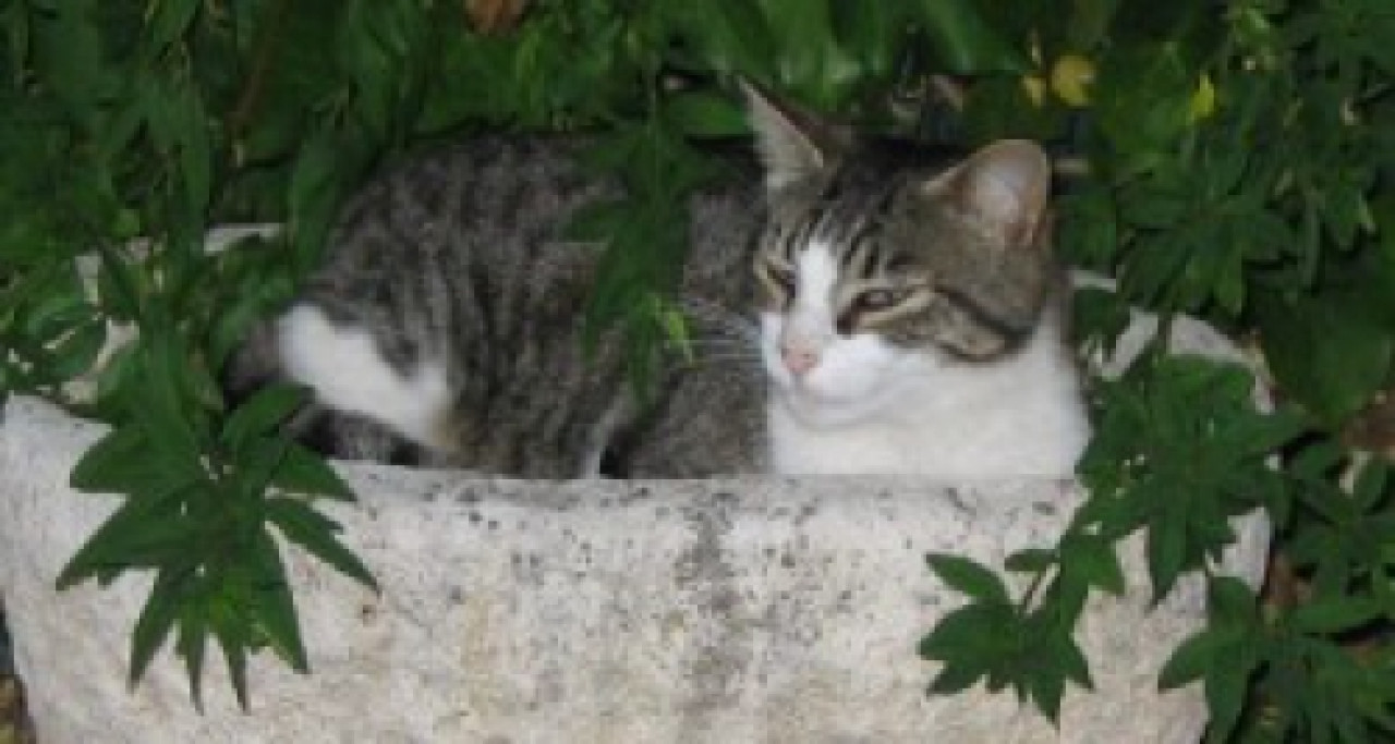 Bénis ton chat : une messe pour animaux organisée à Lyon Bénis ton chat : une messe pour animaux organisée à Lyon