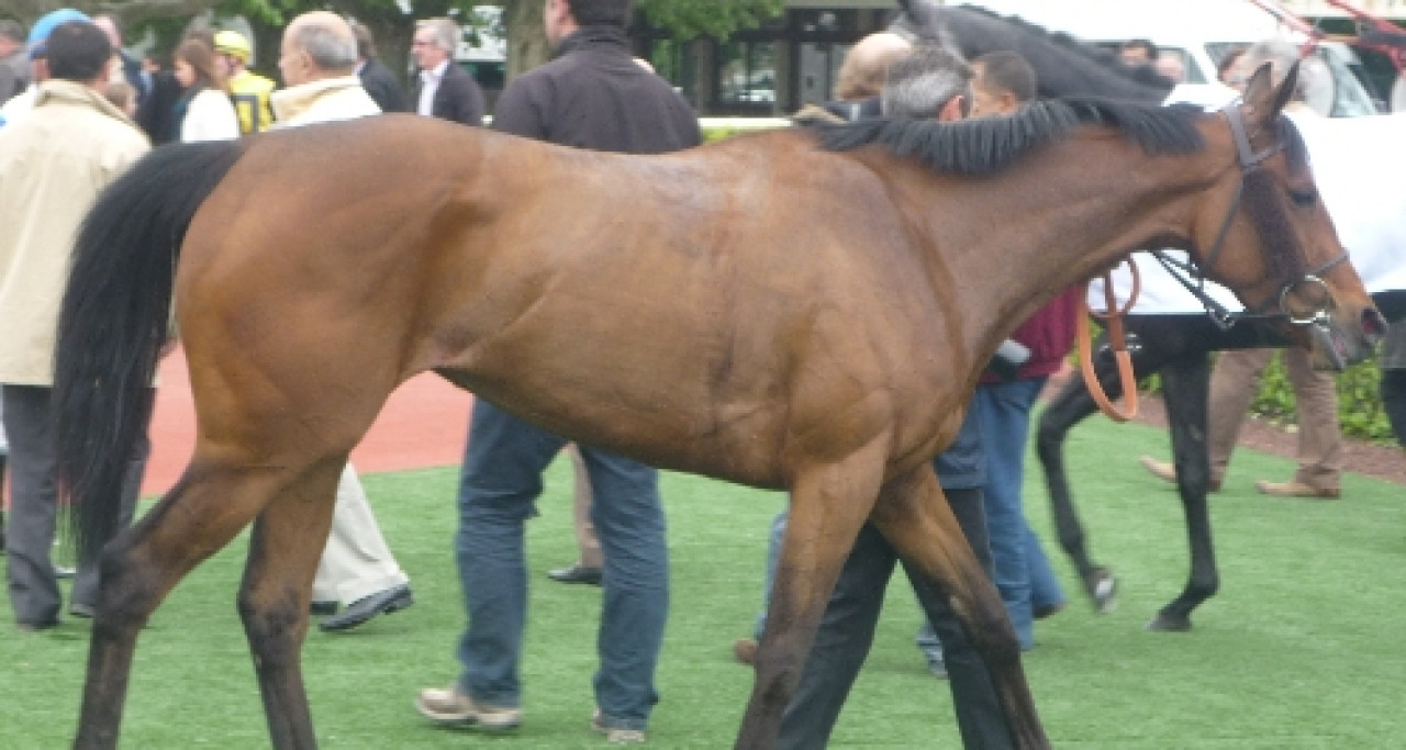 Un habitant du Beaujolais tentait de s'accoupler avec des juments