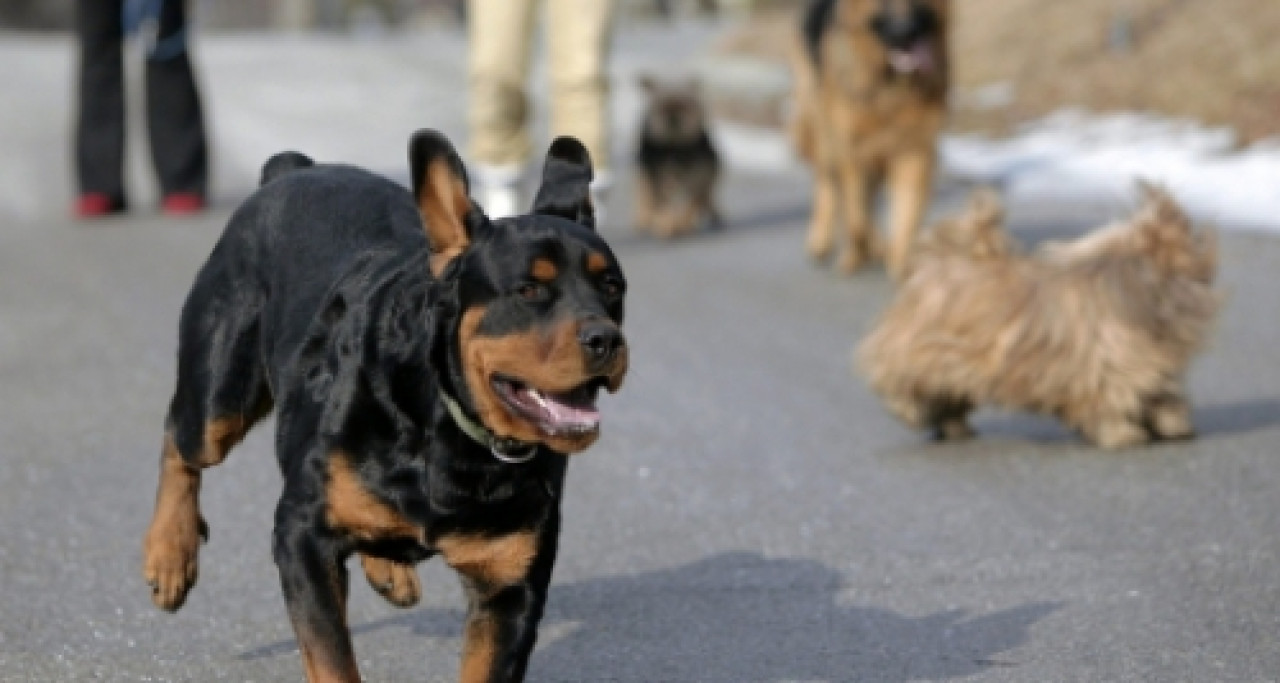 St-Priest : un chien intoxiqué à cause de son os St-Priest : un chien intoxiqué à cause de son os