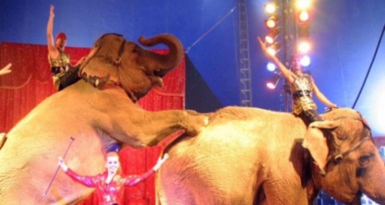 Une manifestation à Lyon pour la libération animale Une manifestation à Lyon pour la libération animale