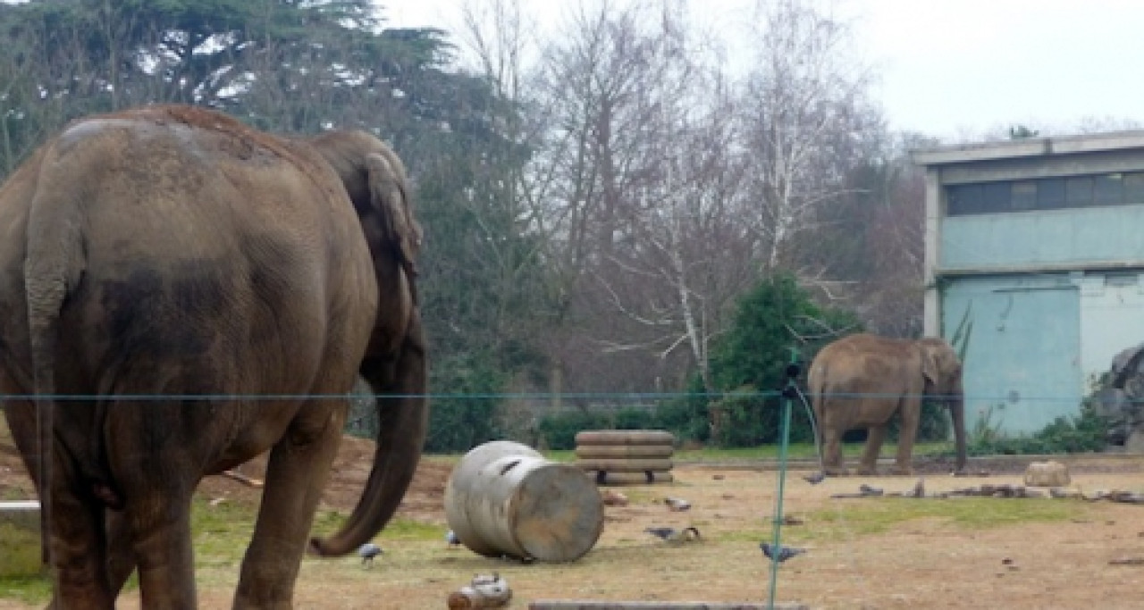 Eléphants de la Tête d'Or : c'est Stéphanie et non Caroline de Monaco qui les défend Eléphants de la Tête d'Or : c'est Stéphanie et non Caroline de Monaco qui les défend