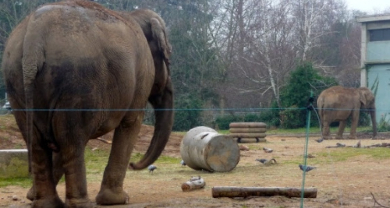 Premiers tests sanguins négatifs pour Baby et Népal Premiers tests sanguins négatifs pour Baby et Népal